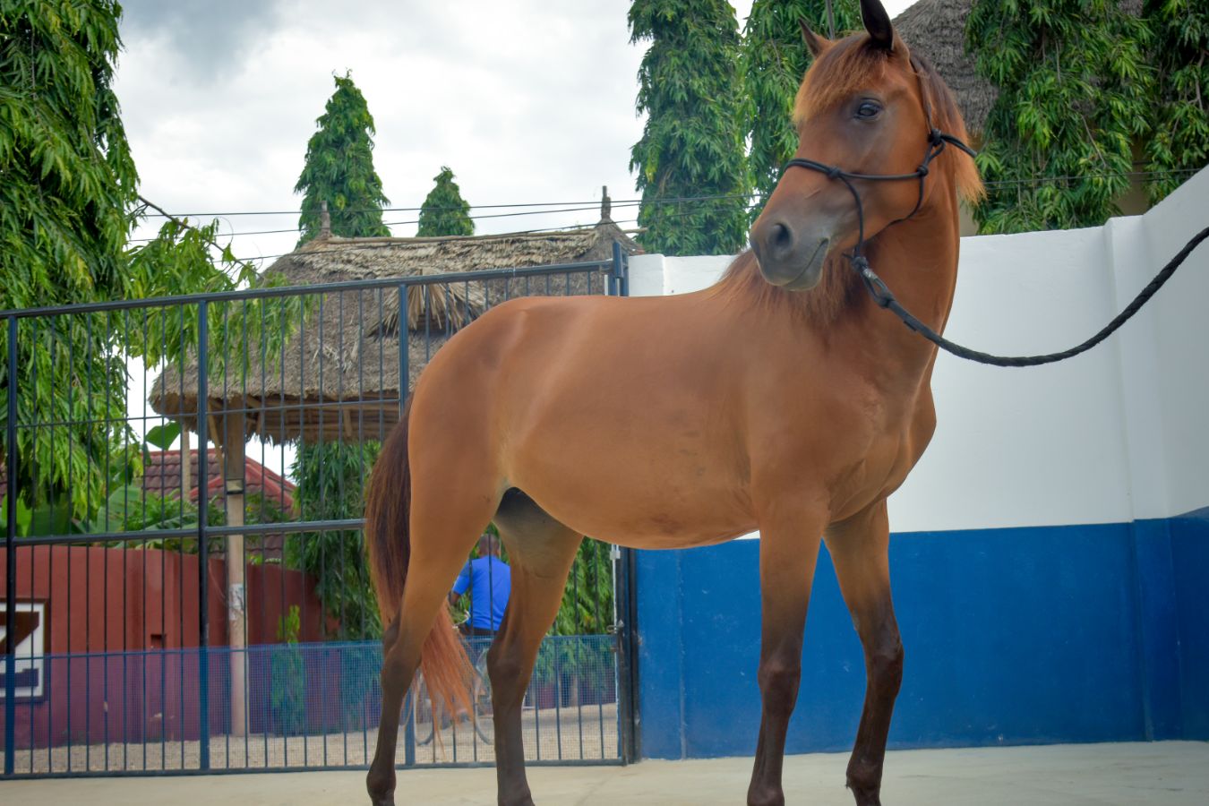 Meet Our Horses Zanzibar Horse Club